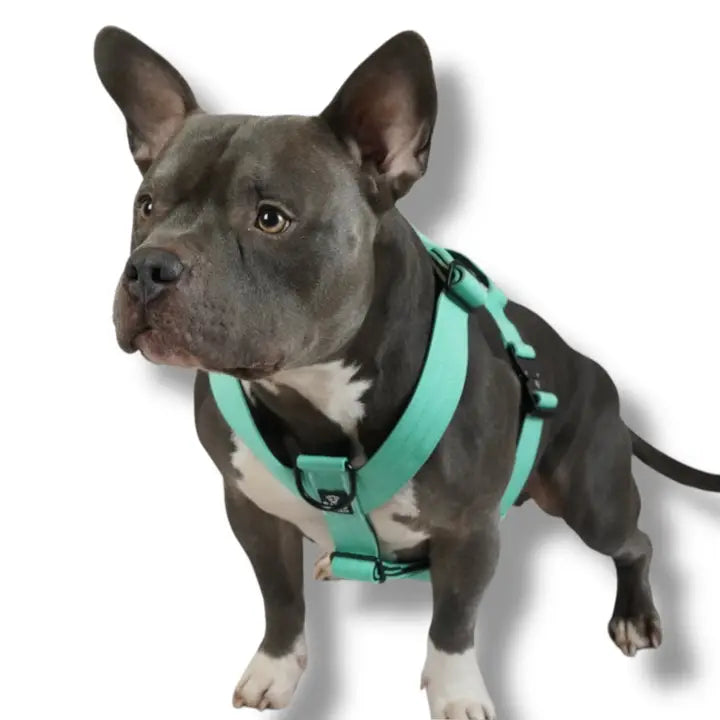 Hundsele BACO Mint 2.0
