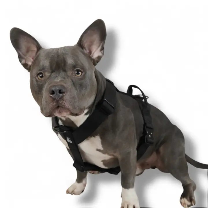 Hundsele BACO Black 2.0