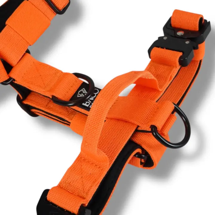Hundsele BACO Neonorange 2.0