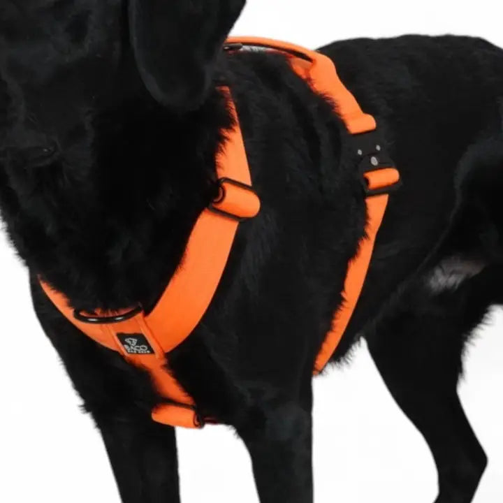 Hundsele BACO Neonorange 2.0