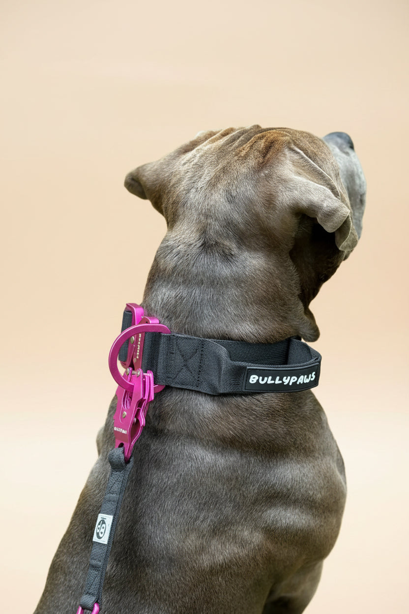 Hundhalsband med handtag och säkerhetsspänne – Svart/rosa, 5 cm