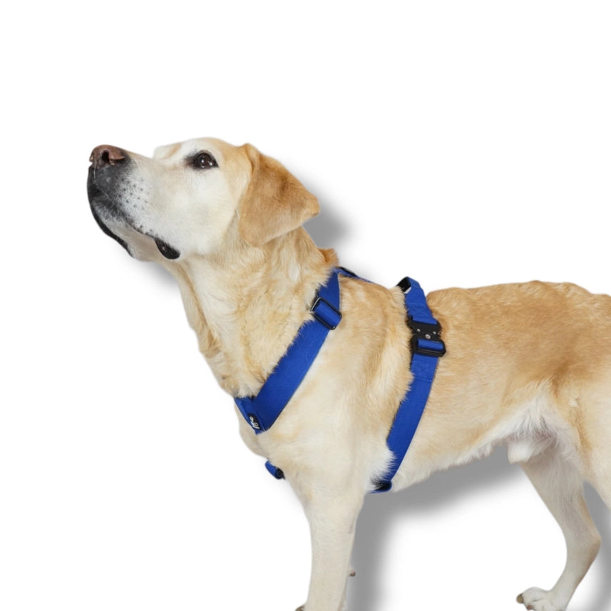 Hundsele BACO blå 2.0